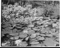 John Treanor residence, lily pond, 1930
