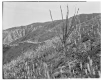 Desert hillside and mountains with ocotillo and lupines in foreground, Palm Canyon, Agua Caliente Indian Reservation, 1927