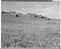 Grassy hillside with lupines in foreground, craggy rocks in background, San Joaquin Valley, 1935