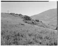 Grassy hillside with lupines, San Joaquin Valley, 1935