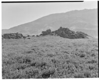 Grassy hillside with lupines in foreground, craggy rocks in midground, San Joaquin Valley, 1935
