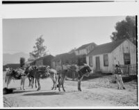 Mules carrying wood near houses, Ensenada, 1926