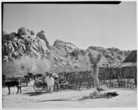 Mules standing near Cottonwood Mountains on Desert Queen Ranch, Joshua Tree, 1934
