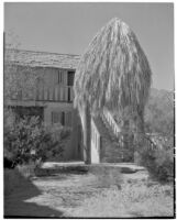 Bettye K. Cree studio, exterior view with a palapa in front of a staircase, Palm Springs, 1929