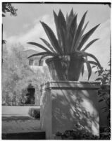Wright Saltus Ludington residence, potted agave (?) plant in terraced garden, Montecito, 1931