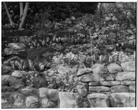 Harvey Mudd residence, hyacinths around stone bench built into a slope, Beverly Hills, 1933