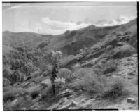 Opuntia bigelovii (teddy-bear cholla), Palm Canyon, Agua Caliente Indian Reservation, 1925