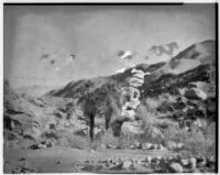 Washingtonia filifera (California Fan Palm), Palm Canyon, Agua Caliente Indian Reservation, 1925