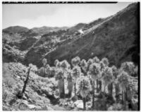 Desert palm oasis, probably Palm Canyon, Agua Caliente Indian Reservation, 1922