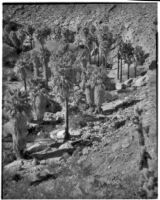Desert palm oasis, Palm Canyon, Agua Caliente Indian Reservation, 1924