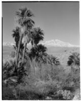 Desert palm oasis, Willis Palms, in Coachella Valley, 1932