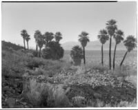 Desert palm oasis, Willis Palms, in Coachella Valley, 1932