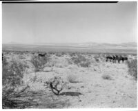 Mules standing in the desert, Twentynine Palms, 1924