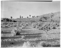 Palms growing in the desert, Twentynine Palms, 1924
