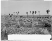 Palms growing in the desert, Twentynine Palms, 1924