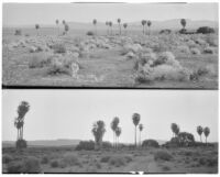 Panoramic views of palms growing in the desert, Twentynine Palms, 1924