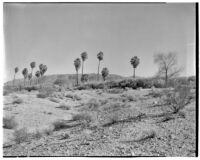 Palms growing in the desert with mountains in the background, Twentynine Palms, 1924