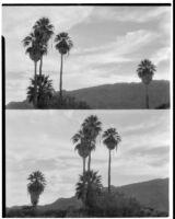 Two views of palms growing in the desert, Twentynine Palms, 1928