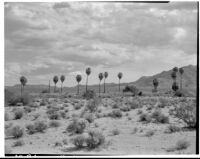 Desert view with palms and shrubs, Twentynine Palms, 1930