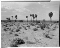 Desert view with palms and shrubs, Twentynine Palms, 1930