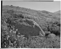California Poppies blooming, Tehachapi Mountains, 1924-1925