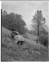Wild flowers blooming by boulders and trees, Tehachapi Mountains, 1924-1925