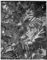 Breadfruit growing on branches, Hawaii, 1951
