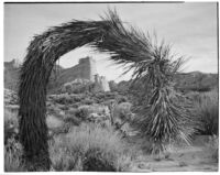 Curved Joshua tree with desert cliffs, Red Rock Canyon State Park, 1924