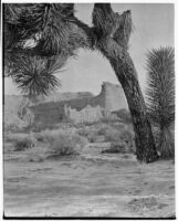 Joshua tree and desert cliffs, Red Rock Canyon State Park, 1924