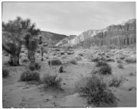 Joshua trees and desert cliffs, Red Rock Canyon State Park, 1924