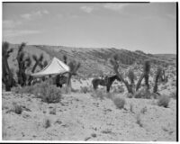Horses resting under a tent and near Joshua trees, Red Rock Canyon State Park, 1927