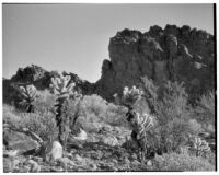 Desert plants growing in San Andreas Canyon, Agua Caliente Indian Reservation, 1931