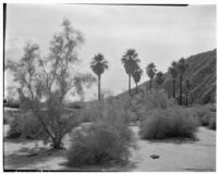 Palm oasis located in the Coachella Valley Preserve, Thousand Palms, 1928