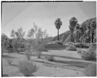 Palm oasis located in the Coachella Valley Preserve, Thousand Palms, 1928