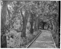 Huntington Botanical Gardens, walkway, San Marino, 1932