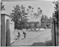 Leo V. Youngworth residence, view through gate of flock of turkeys on and near tiled fountain, Baldwin Hills, 1932