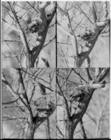 Anna's Hummingbirds in a nest, four photograph view, Anza-Borrego Desert State Park , 1933