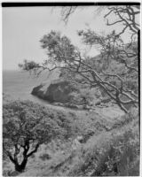 Rocky coastline with trees, Channel Islands, 1934