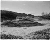 Sand verbena growing in the desert, Indian Wells, 1926