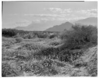 Sand verbena growing in the desert with mountains in the background, Indian Wells, 1926