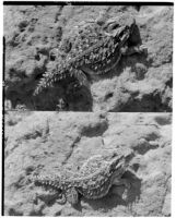 Coast horned lizard at Torrey Pines State Natural Reserve, San Diego, 1931