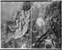La Mortola botanical garden, two views of Lady Banks' Rose, Ventimiglia, Italy, 1929