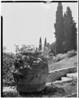 La Mortola botanical garden, view of a rose bush in a large pot near a staircase, Ventimiglia, Italy, 1929