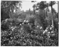La Mortola botanical garden, view of roses and flowering shrub, Ventimiglia, Italy, 1929