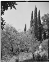 La Mortola botanical garden, view of slope with tall cypress trees, Ventimiglia, Italy, 1929