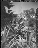 La Mortola botanical garden, view of garden superintendent S. W. McLeod Braggins standing in front of a Giant Agave plant, Ventimiglia, Italy, 1929