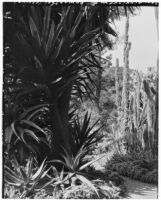 La Mortola botanical garden, view of a path winding through cactus and haworthia plants, Ventimiglia, Italy, 1929