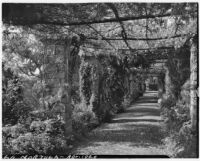 La Mortola botanical garden, view down a walkway enclosed by a pergola supporting Wisteria sinensis, Ventimiglia, Italy, 1929
