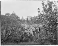 La Mortola botanical garden, view of Wisteria sinensis with residence in distance, Ventimiglia, Italy, 1929
