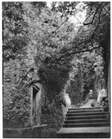 La Mortola botanical garden, view of a stairway through the trees, Ventimiglia, Italy, 1929